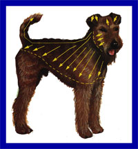 a well breed Irish Terrier dog